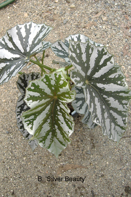 B. ‘Silver Beauty’